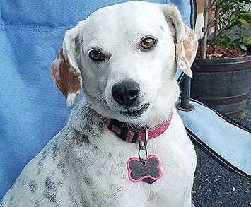 cute dog